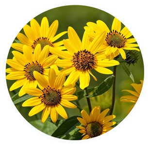 Arnica